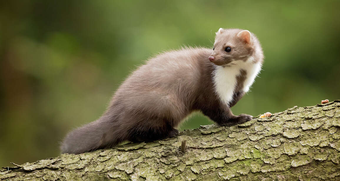 Courts-circuits à Namur et à Francorchamps