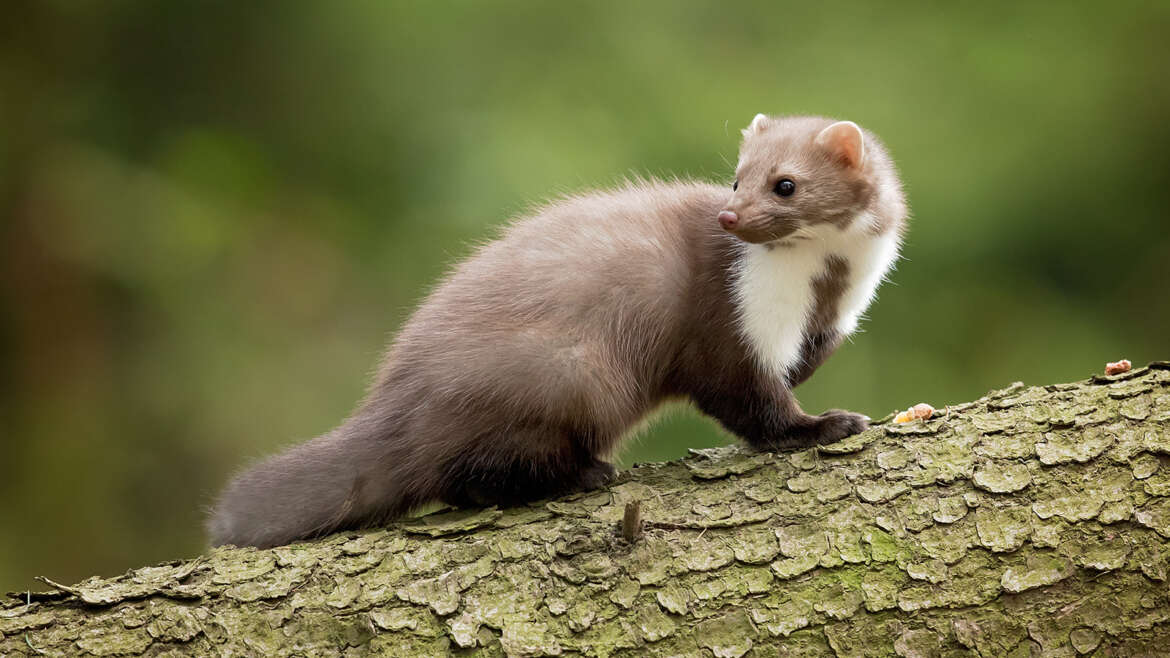 Courts-circuits à Namur et à Francorchamps