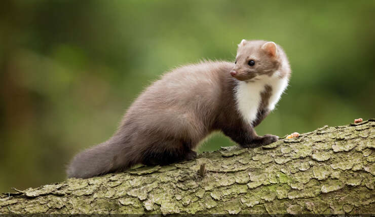 Courts-circuits à Namur et à Francorchamps